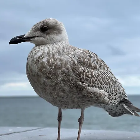 דירה - Starowiejska 14 גדינייה