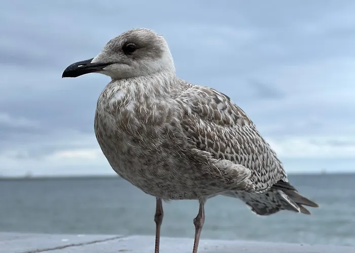 Lägenhet - Starowiejska 14 Gdynia